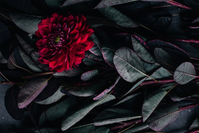 Death_to_stock_photography_bonus_floral_1